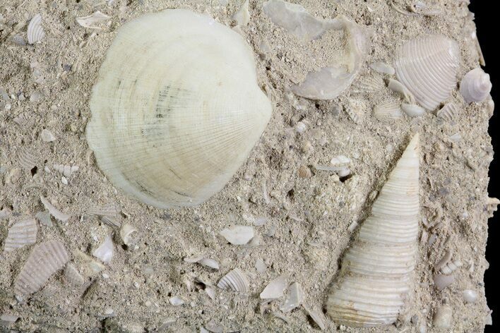 Eocene Fossil Gastropod (Sigmesalia) And Clam - Damery, France #73829